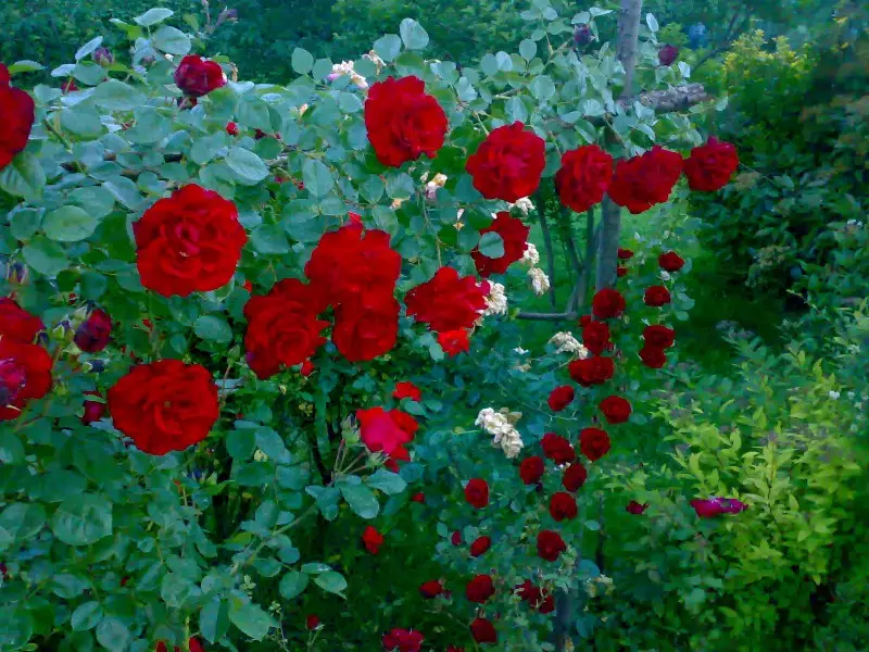 Rose fiorite - 1